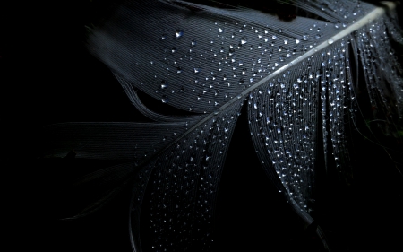 Feather - black, water drops, wet, feather, texture