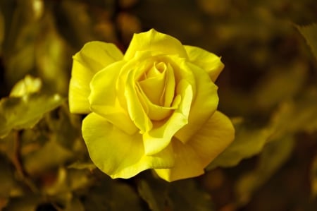 Yellow Rose - blossoms, garden, leaves, park, colorful