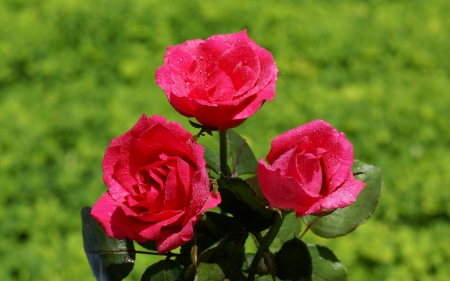 Pink Triple - roses, blossoms, leaves, park, garden