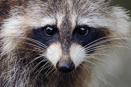 Raccoon - face, black, dark, grey