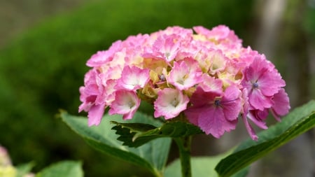 Hydrangea - hydrangeaceae, hydrangea, pelargonium, hydrangea macrophylla, pink, azisai, deep pink, flowers, flower