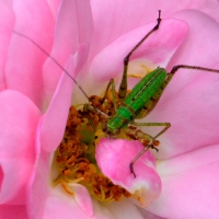 Pink Green Creepy Crawly