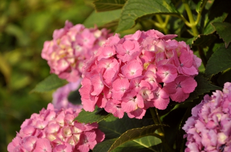 * Hydrangea * - flower, pink, flowers, nature, hydrangea