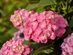 * Hydrangea *