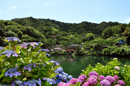 * Hydrangea * - flowers, flower, hydrangea, nature