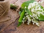 * White lilies of the valley *