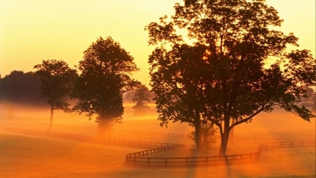 horse farm in morning fog - morning, trees, fog, farm