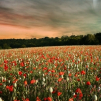 beautiful poppy field