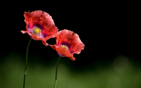 * Poppies * - red, flower, poppies, flowers, nature