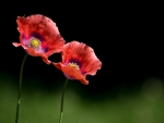 * Poppies *