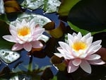 * Water lily *