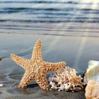 Starfish in the Sunlight