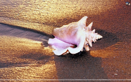 Seashell in the Sunset - beach, seashell, sunset, sand