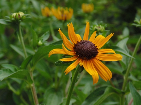 Yellow Flower - flower, yellow, nature, plant