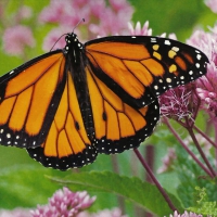 Monarch Butterfly 1