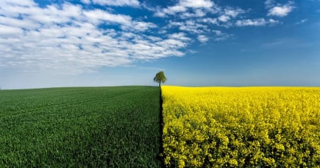 Fields - flower, tree, fields, nature