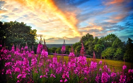 Wildflowers under fiery sky - clouds, pretty, summer, amazing, meadow, lovely, wildflowers, field, fiery, sky