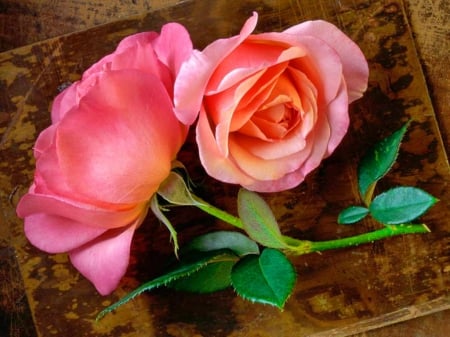 Pink roses - roses, fragrance, lovely, pretty, beautiful, pink, petals, leaves, scent, flowers