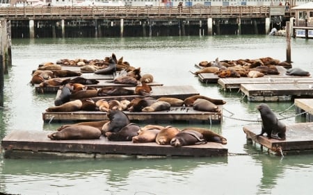 Sea Lions at Pier 39 1 - scenery, USA, photography, sea lions, photo, Pier 39, cityscape, wide screen, San Francisco, California