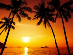 ♥Tropical Sunset♥