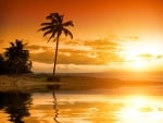 â™¥Tropical Sunsetâ™¥