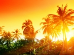 ♥Tropical Sunset♥