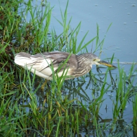 Grey Bittern