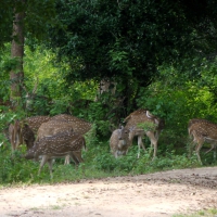 Spotted Deer at Dusk 1