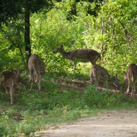 Spotted Deer at Dusk 2