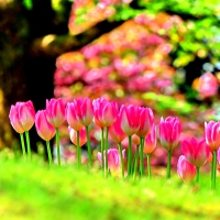 Spring Tulips