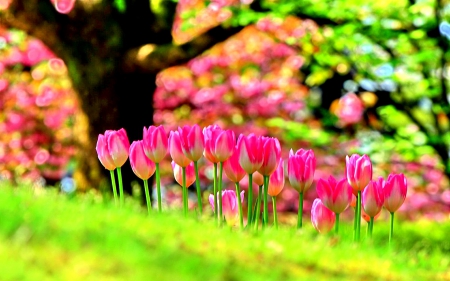 Spring Tulips