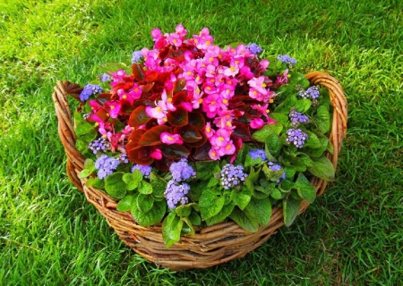 lovely flowers in a basket - flowers, basket, lovely, garden