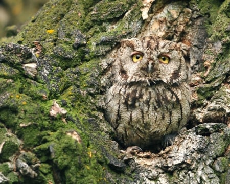 cute owl - owl, animals, cute, birds