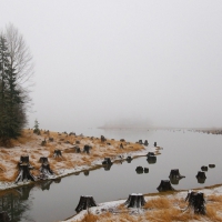 tree stumps lining river banks in winter fog