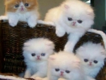 cute basket kittens