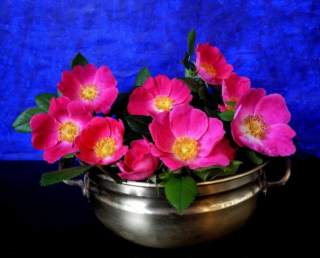 Wild Roses - blossoms, pink, pot, still life, flower