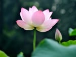 Lovely Lotus