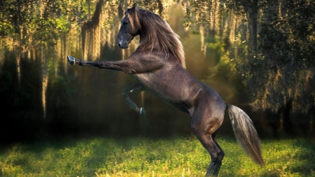 Horse - horse, wallpaper, animals, hd