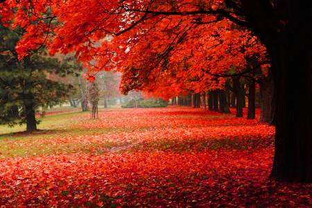 Red Autumn - red leaves, wallpaper, forest, foliage, walk, beautiful, leaves, field, tree, nature, park, autumn, red, fall, popular, pretty, branches, serenity, red autumn, lovely, splendor, trees, colors