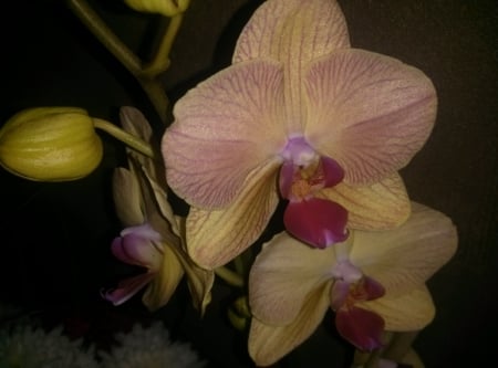 Orchid - nature, yellow, pink, red, orchid, orchid photos, flower, orchid pictures