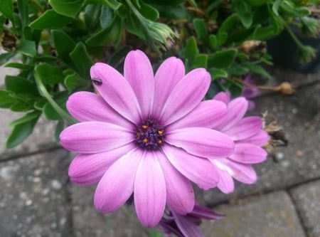 Beautiful Flower - beautiful, purple, pink, beautiful flower