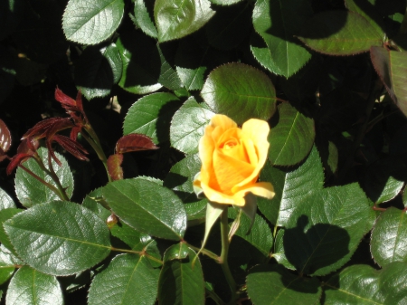 Yellow Rose - garden, yellow, rose, green leaves