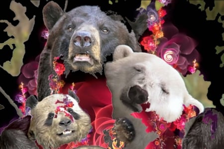 Bears - bears, family, polar bear, panda