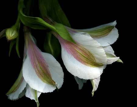 Still Life - white, flowers, two, beautiful