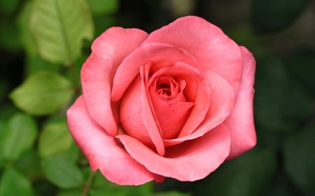 Rose - one, gorgeous, rose, pink