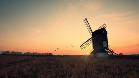 birds flying by a field windmill at sunset - birds, sunset, windmill, fields