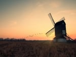 birds flying by a field windmill at sunset