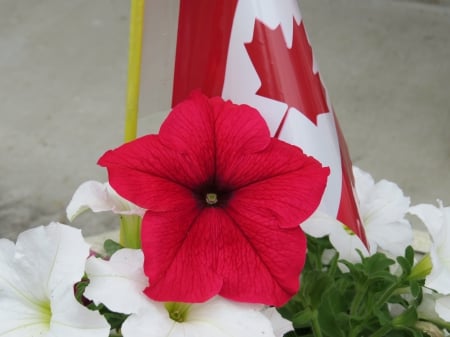 Happy Birthday Canada - flowers, red and white, canada, flag