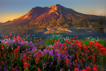 Springtime At Mt St Helens - volcano, beautiful, Washington State, valley, flowers, white, sunset, purple, red, green