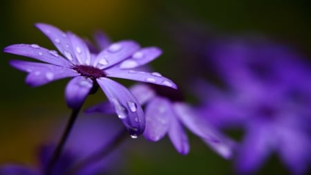 Purple Flowers - nature, purple, splendor, flowers, purple flowers, drops